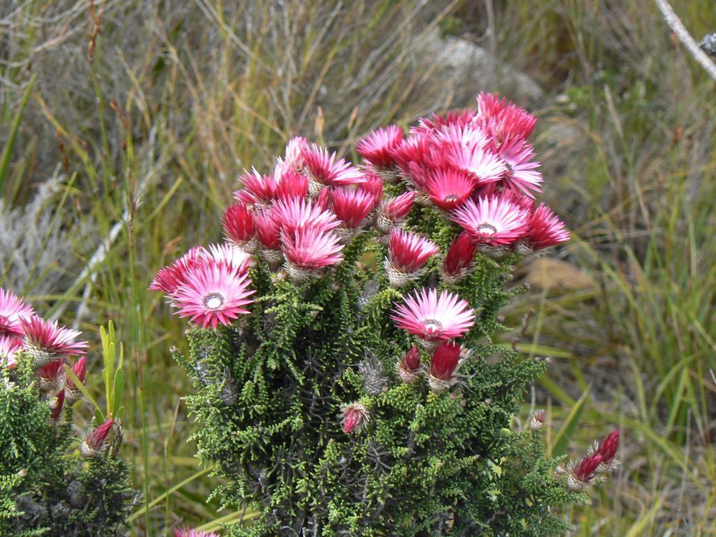 Van Den Berg'S Guesthouse Betty's Bay Eksteriør billede