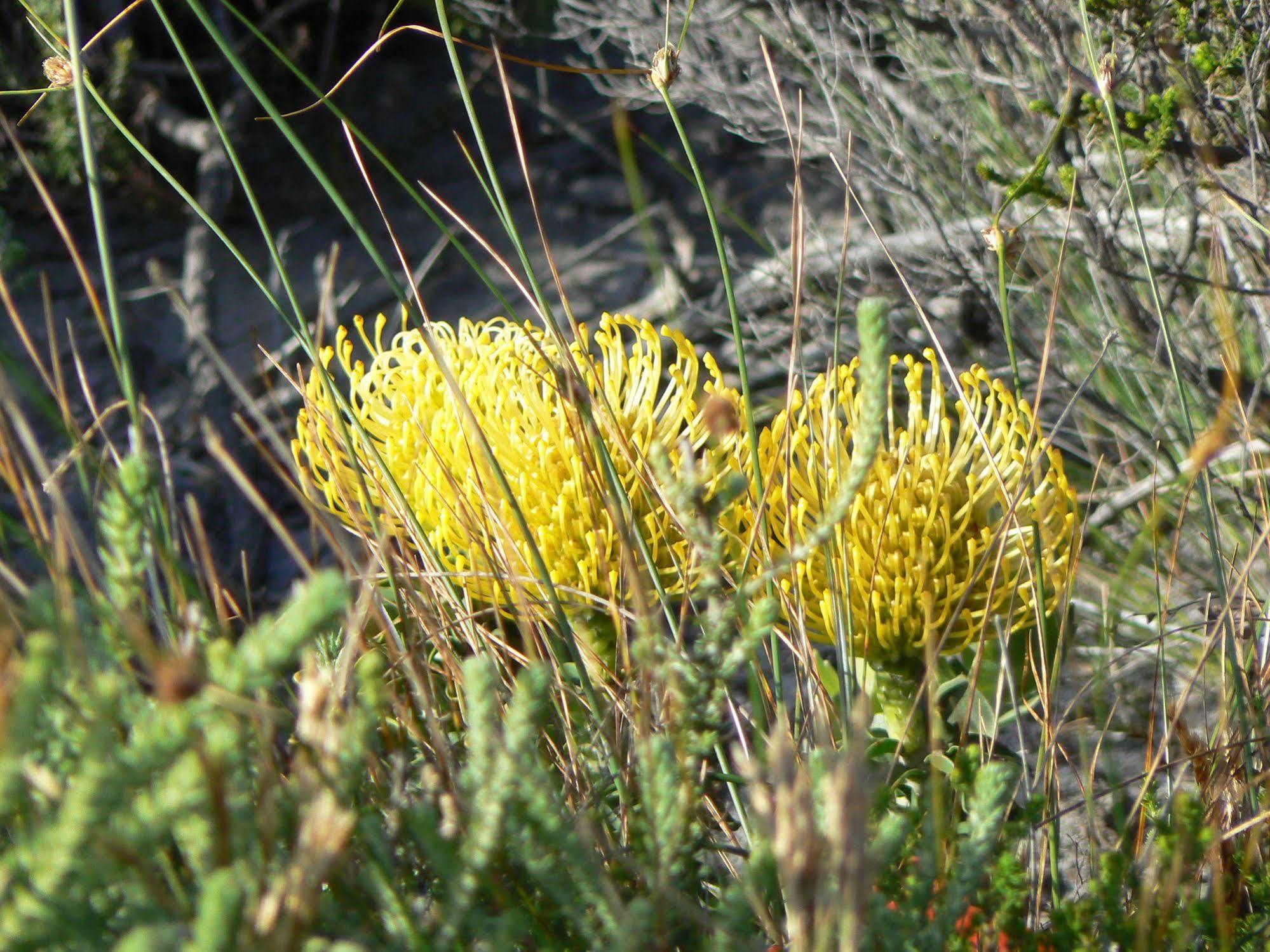 Van Den Berg'S Guesthouse Betty's Bay Eksteriør billede