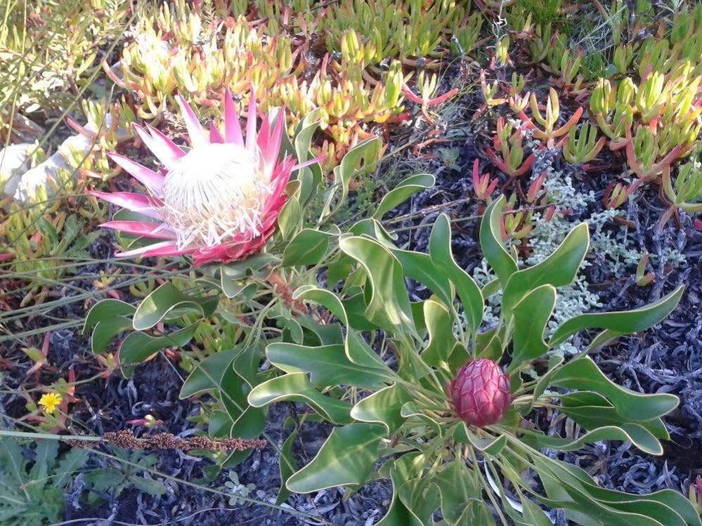 Van Den Berg'S Guesthouse Betty's Bay Eksteriør billede